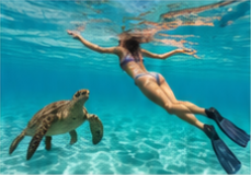 Snorkeler swimming alongside a sea turtle