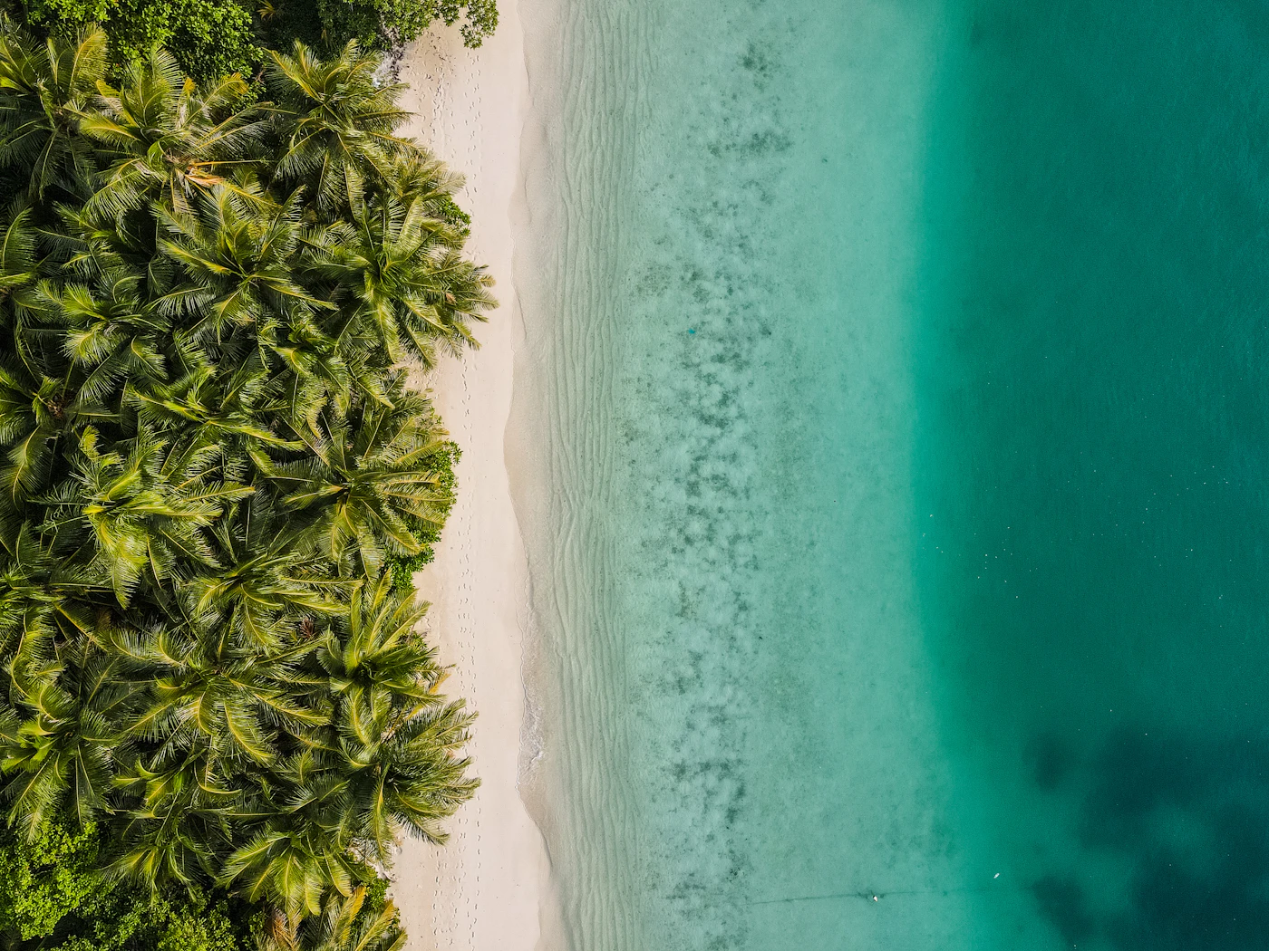 Palm trees and clear water along a quiet beach